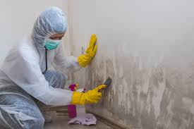 Best Mold Damage Restoration  in Dillingham, AK